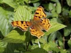 Polygonia satyrus