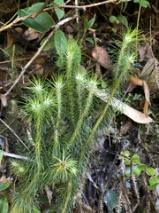 Phlegmariurus hippurideus