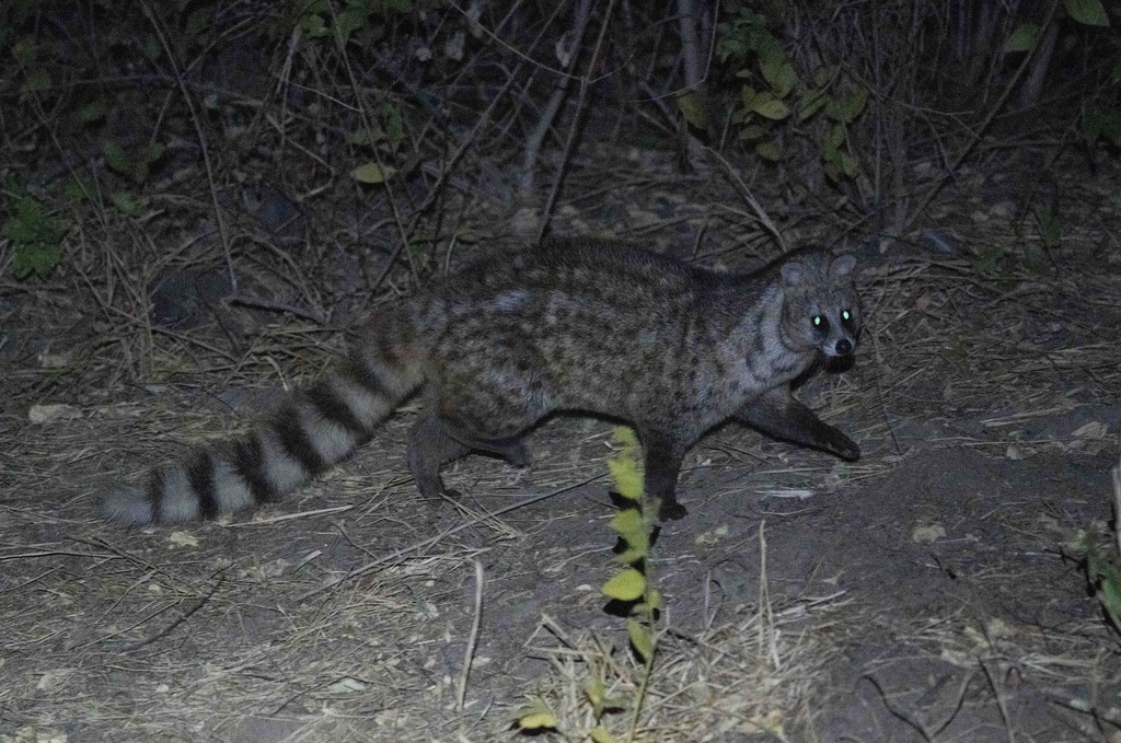 Small Indian Civet
