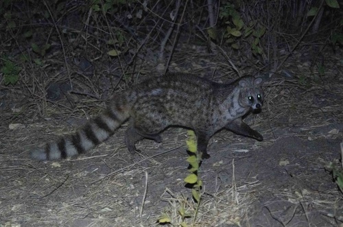 Small Indian Civet (Viverricula indica) — wildlife photography in India