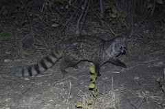Small Indian Civet photo 1