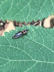 Megapenthes limbalis