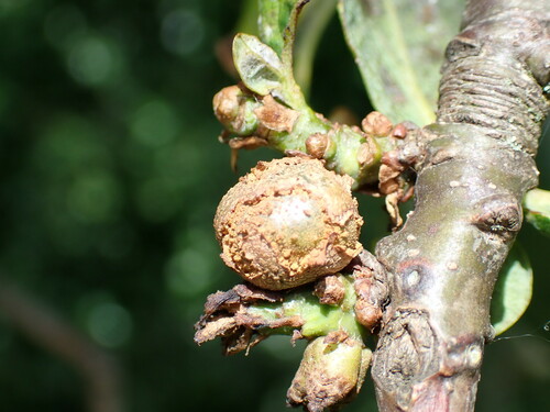 Cola Nut Gall Wasp photo 5