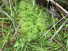 Diobelonella palustris
