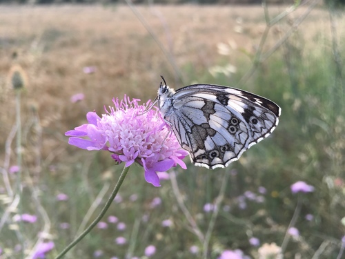 Iberian marbled white, 17491, Peralada, Catalonia, ES, photo 10 of 10