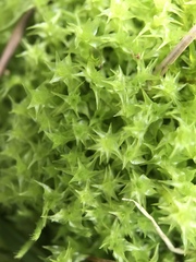 Diobelonella palustris