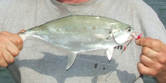 Scomberoides commersonnianus