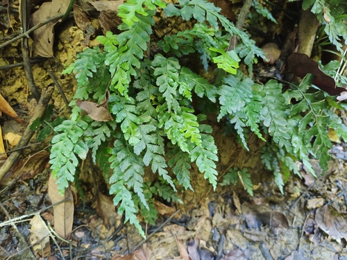 Hymenasplenium subnormale iNat (1)