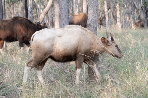 Gaur, photo 9 of 10