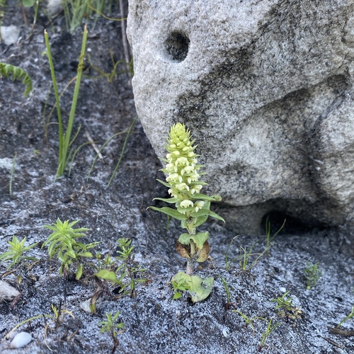 Image of Satyrium bicallosum by (c) michaelheuermann, some rights reserved (CC BY)