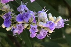 Vitex agnus-castus
