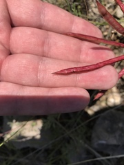 Desmanthus velutinus