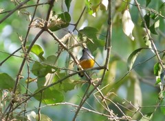 Dicaeum trigonostigma