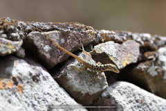 Anolis sabanus