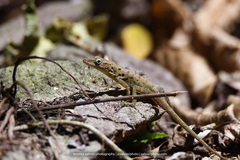 Anolis sabanus