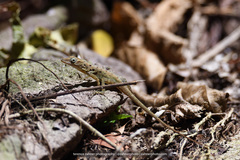 Anolis sabanus