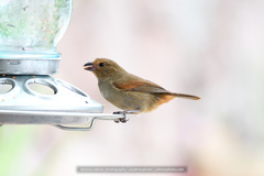 Lesser Antillean Bullfinch photo 2