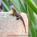 Saban Anole - Photo (c) terence zahner, some rights reserved (CC BY-NC), uploaded by terence zahner