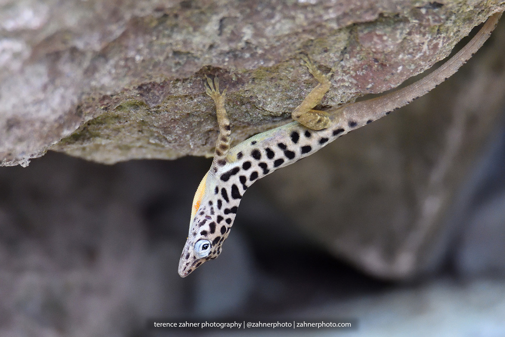 Saban Anole