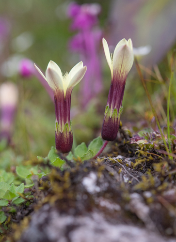 Cyananthus macrocalyx, photograph 6
