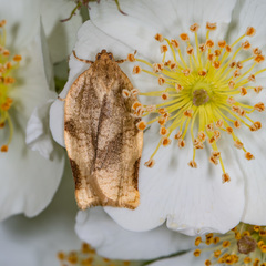 Choristoneura fractivittana