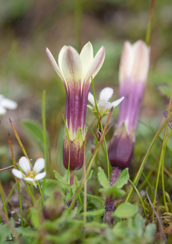 Cyananthus macrocalyx, photograph 4