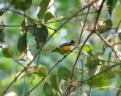 Dicaeum trigonostigma