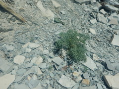 Seseli ponticum