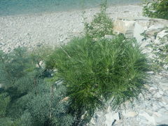 Ptilostemon echinocephalus