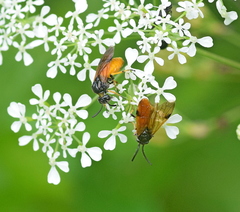 Arge melanochra