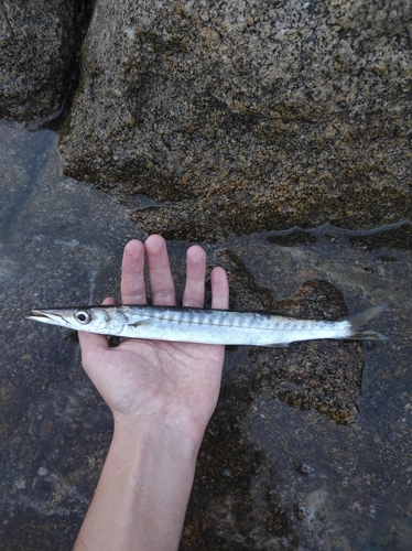 Yellowmouth barracuda (Sphyraena viridensis) — Sphyraenidae — 3