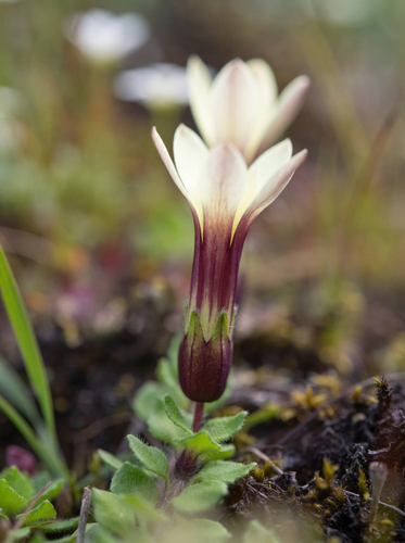Cyananthus macrocalyx, photograph 5