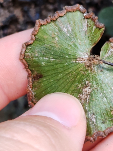 Image of Adiantum reniforme by (c) Ljaž, some rights reserved (CC BY)
