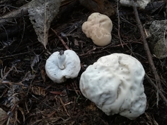 Boletus semigastroideus