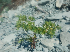 Euphorbia falcata