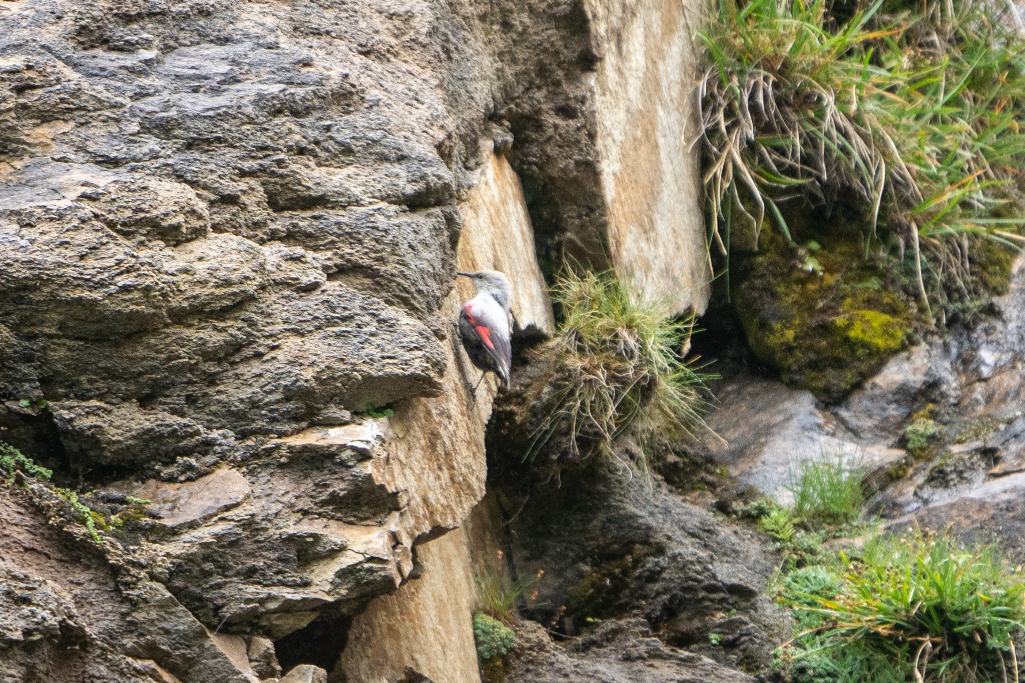 Wallcreeper