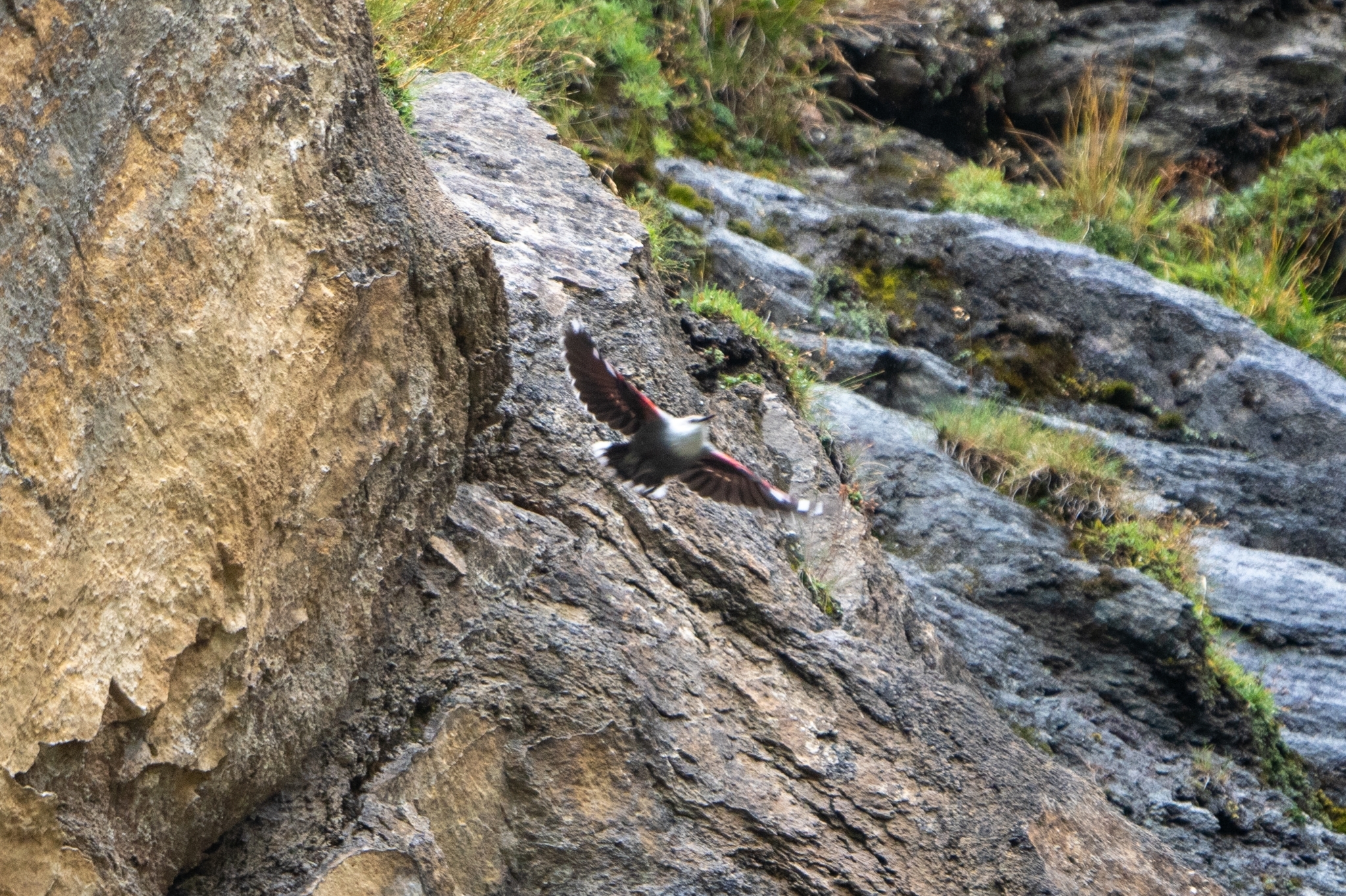 Wallcreeper