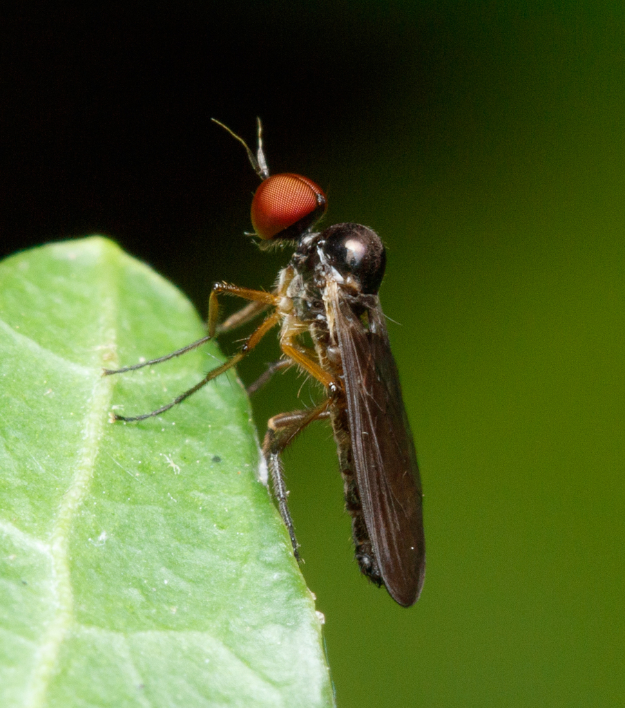Leptopeza antennalis