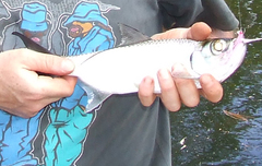 Megalops cyprinoides