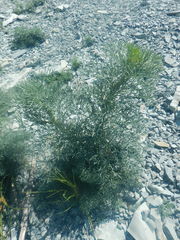 Seseli ponticum