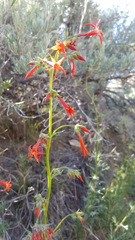 Ipomopsis aggregata aggregata