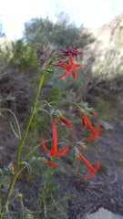 Ipomopsis aggregata aggregata