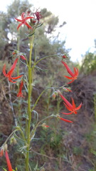 Ipomopsis aggregata aggregata