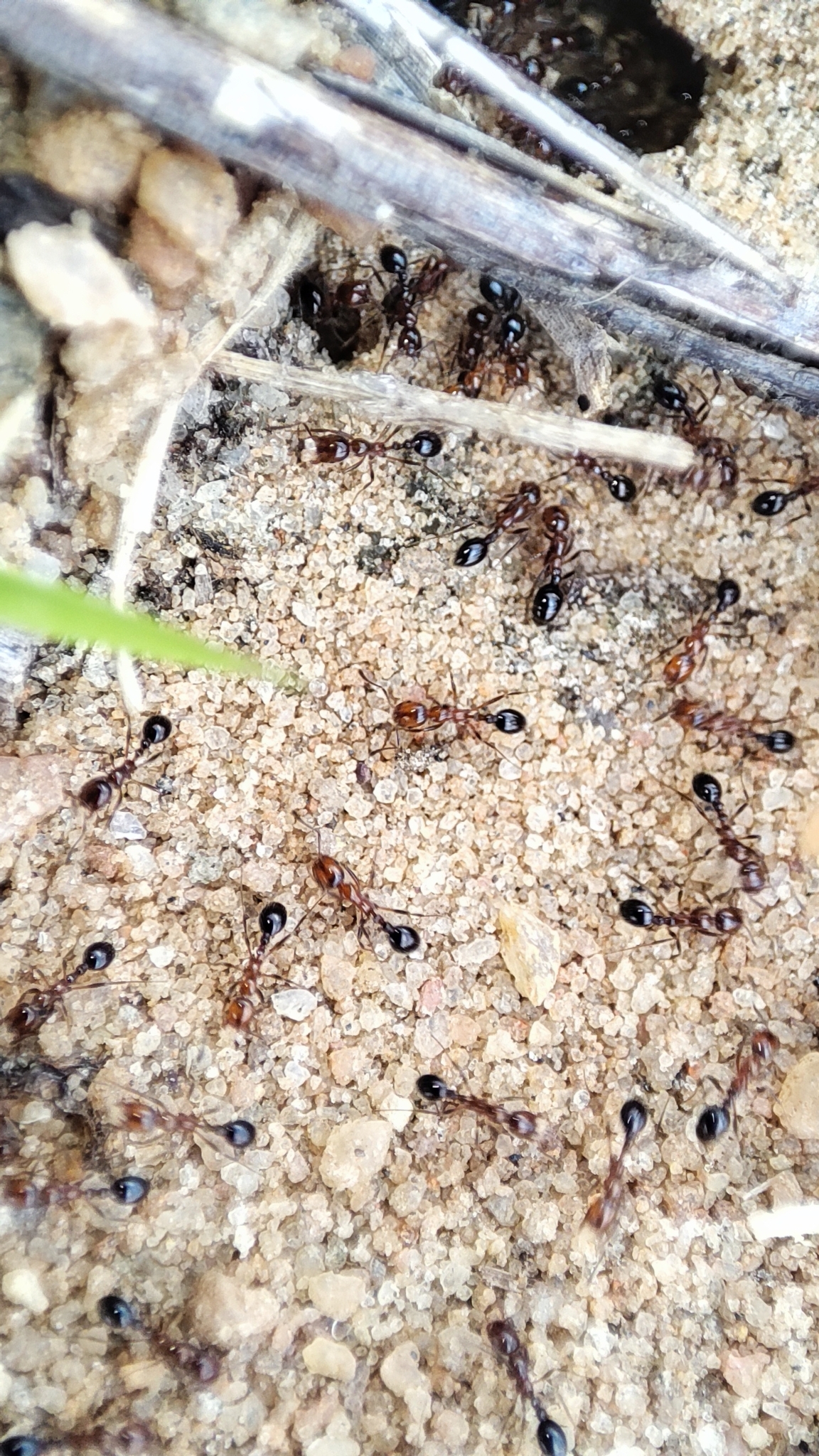 Solenopsis substituta