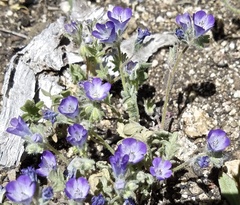 Phacelia douglasii