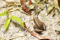 Yaeyama Harpist Frog photo 1