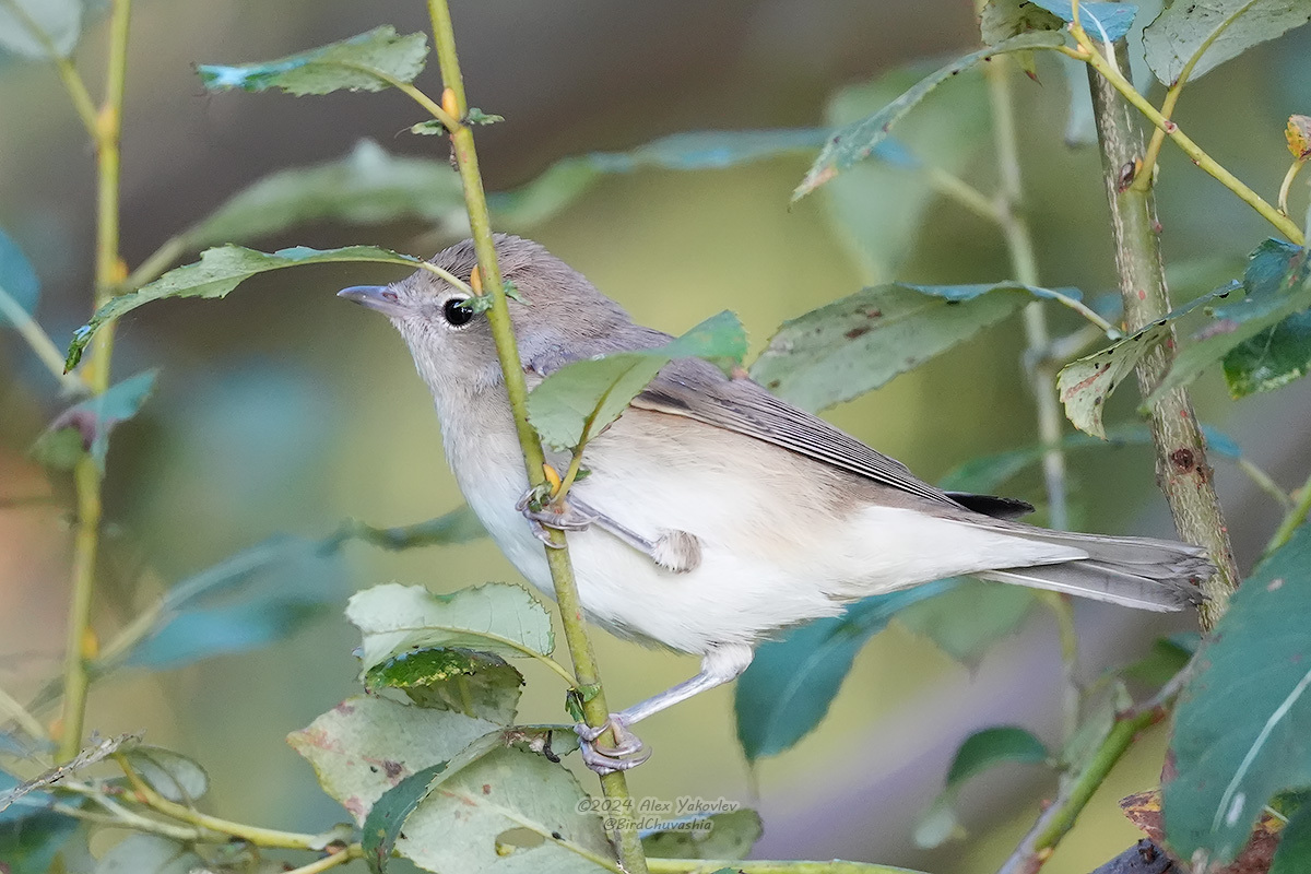iNaturalist.org. А. Яковлев, Алатырский р-н Чувашия, сентябрь 2024