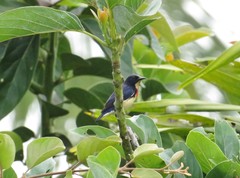 Dicaeum sanguinolentum