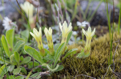 (c) Morten Ross, some rights reserved (CC BY) Cyananthus macrocalyx, photograph (c) Morten Ross, some rights reserved (CC BY)