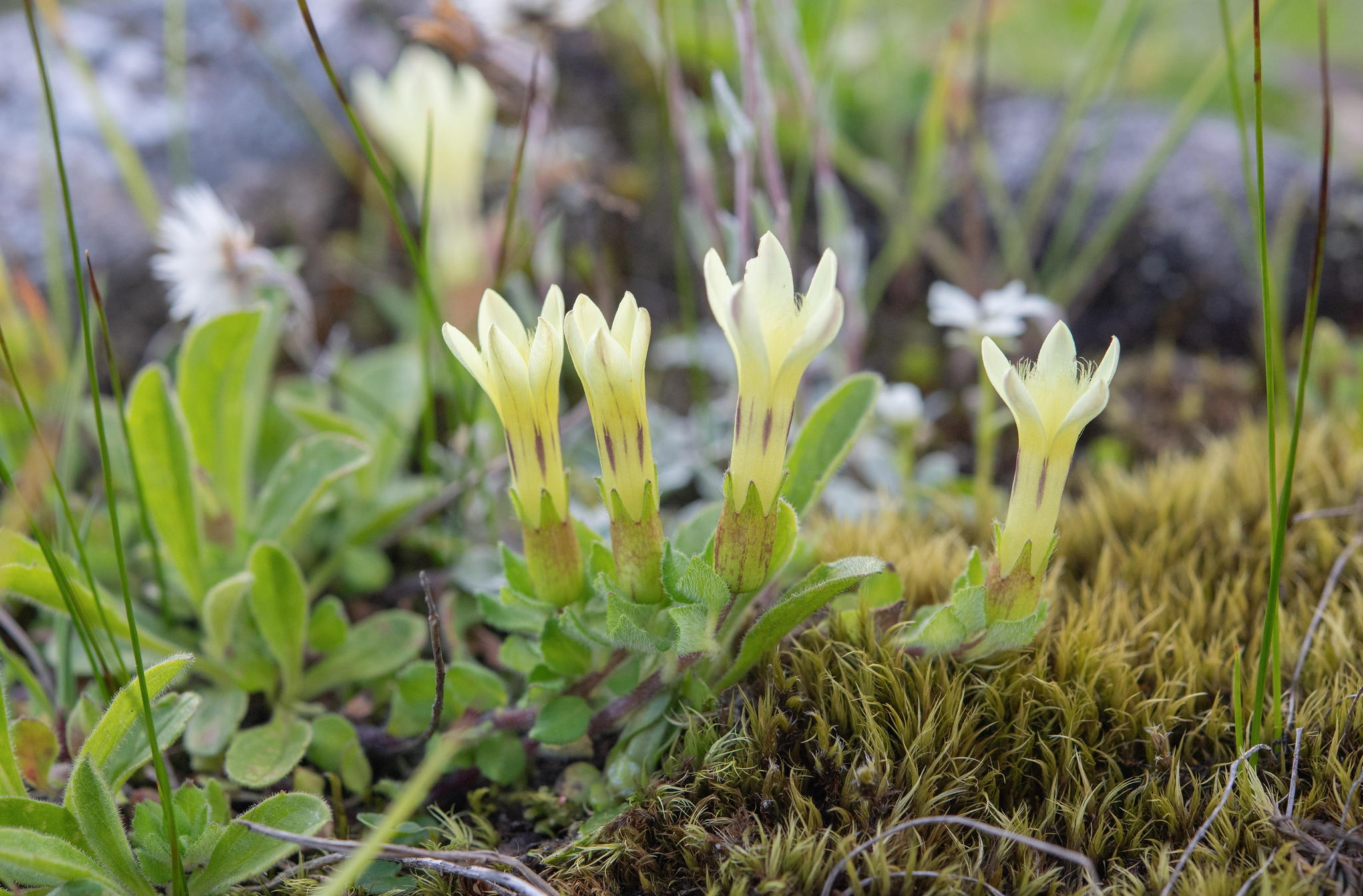 Cyananthus macrocalyx
